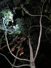 Flindersia australis