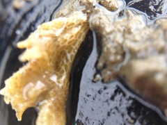 Conopeum chesapeakensis