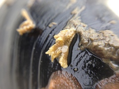 Conopeum chesapeakensis