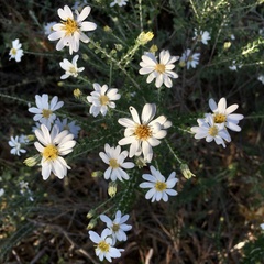 Olearia pimeleoides