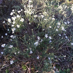 Olearia pimeleoides