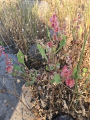Rumex cyprius