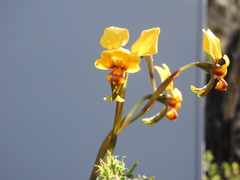 Diuris carecta