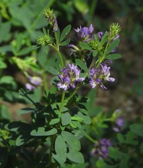 Medicago sativa