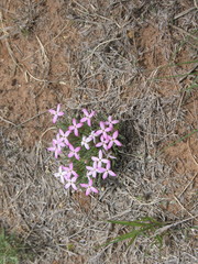 Houstonia rubra