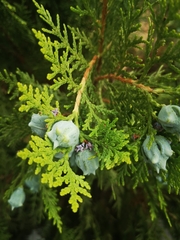 Platycladus orientalis