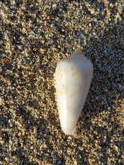 Conus cinereus