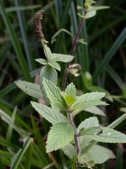 Pogostemon auricularia