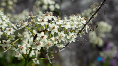 Stenanthium leimanthoides
