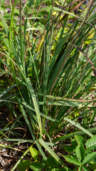 Stenanthium leimanthoides