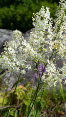 Stenanthium leimanthoides