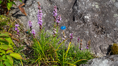 Liatris helleri
