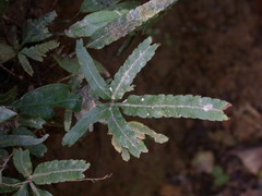 Pteris cadieri