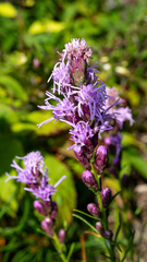 Liatris helleri