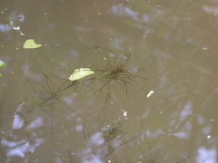Najas graminea