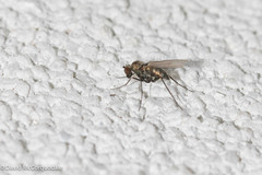 Medeterinae