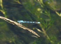 Enallagma cyathigerum