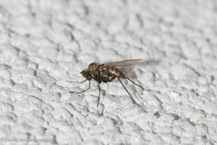 Medeterinae