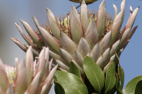 Protea cynaroides image