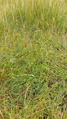 Bupleurum tenuissimum