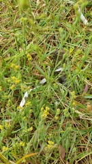 Bupleurum tenuissimum