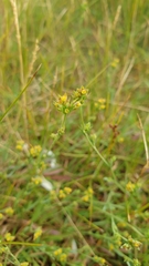 Bupleurum tenuissimum