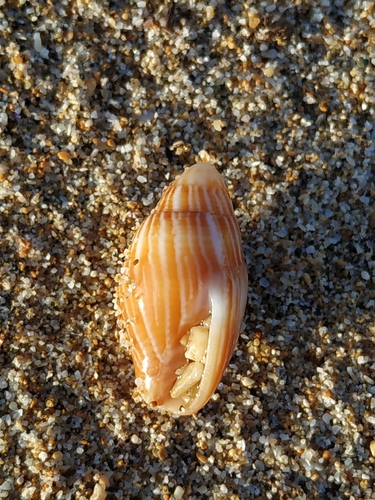 Strigatella pica