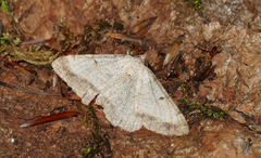 Selidosema brunnearia