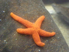 Echinasteridae