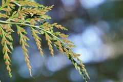 Asplenium gracillimum