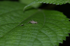 Svistella bifasciata