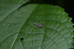 Svistella bifasciata