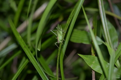 Hexacentrus unicolor