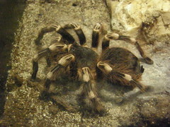 Acanthoscurria geniculata