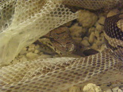 Acrantophis dumerili