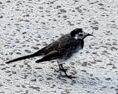 Motacilla alba