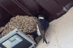 Delichon urbicum