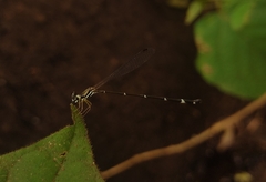 Platystictidae