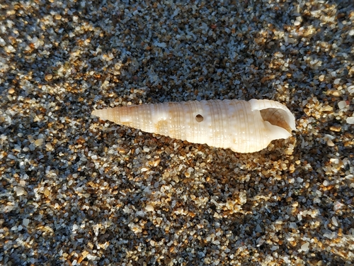 カニモリガイ