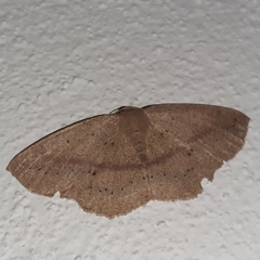 Sabulodes colombiata