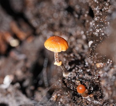 Conocybe filaris