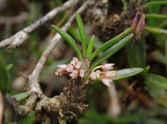 Maxillaria nubigena