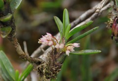 Maxillaria nubigena