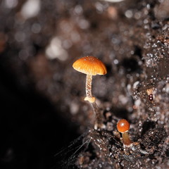 Conocybe filaris