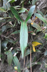 Image of Anthurium angustilobum