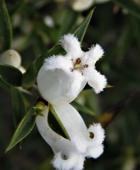 Astroloma xerophyllum