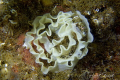 Dendrodoris temarana