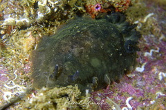 Dendrodoris temarana