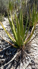 Agave albomarginata
