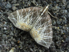 Evecliptopera illitata